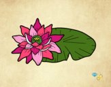 Uma flor de lotus