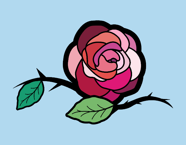 Uma linda rosa