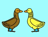 Pato fêmea e pato masculino