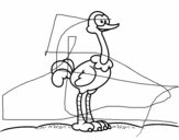 Um avestruz