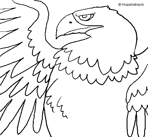 Desenho de Águia Imperial Romana para Colorir