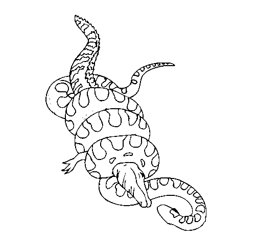 Desenho de Anaconda e jacaré para Colorir