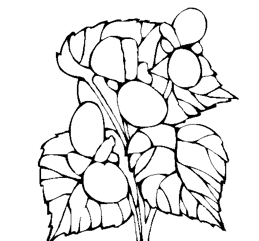 Desenho de Begónia para Colorir