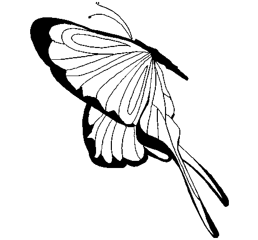 Desenho de Borboleta com grandes asas para Colorir