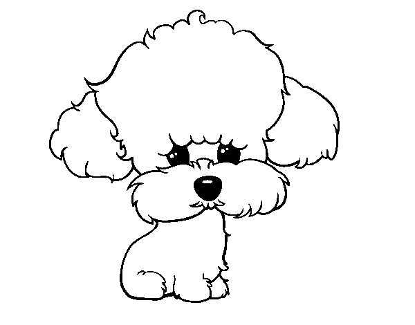 Desenho de Cachorro de poodle para Colorir