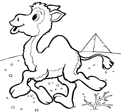 Desenho de Camelo para Colorir