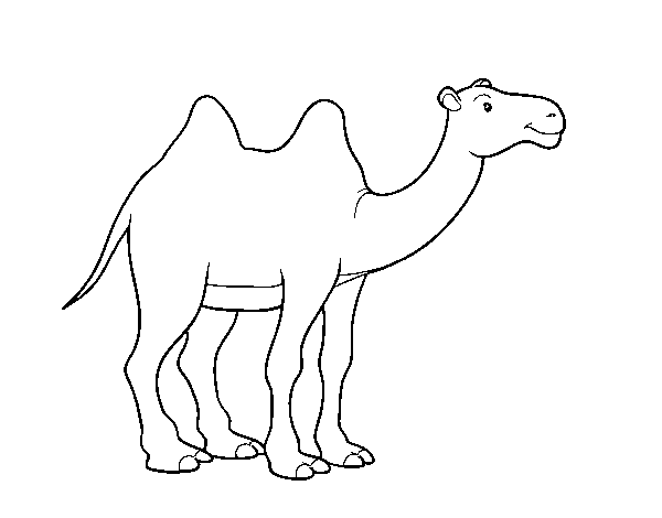 Desenho de Camelo africano para Colorir