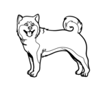 Desenho de Cão Akita Inu para colorear