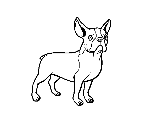 Desenho de Cão Buldogue francês para Colorir