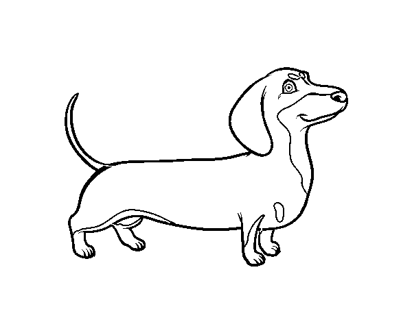 Desenho de Cão dachshund para Colorir