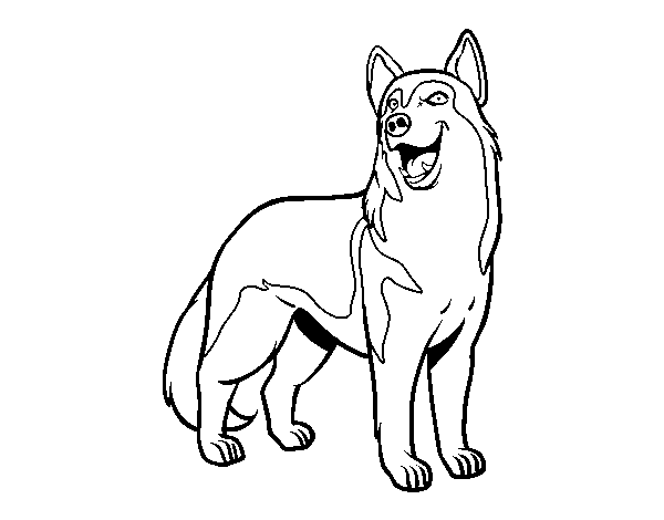 Desenho de Cão lobo para Colorir