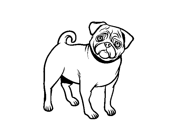 Desenho de Cão Pug para Colorir
