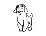 Desenho de Cão São bernardo jovem para colorear