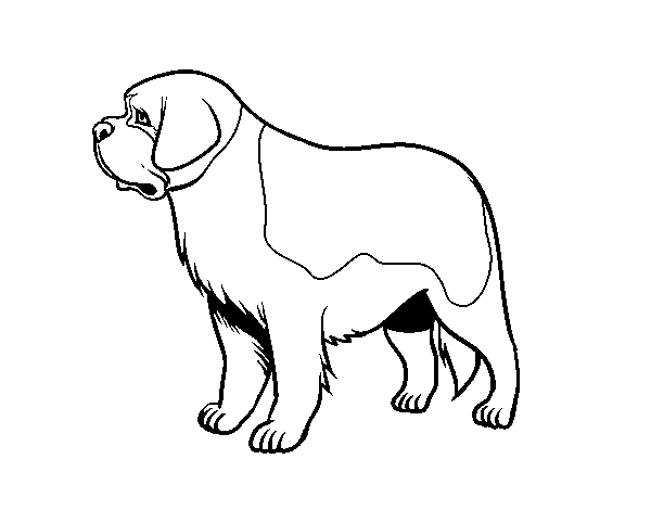 Desenho de Cão São-bernardo para Colorir