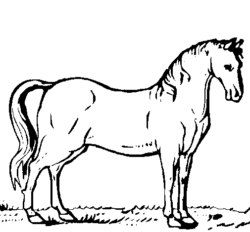 Desenho de Cavalo andaluz para Colorir