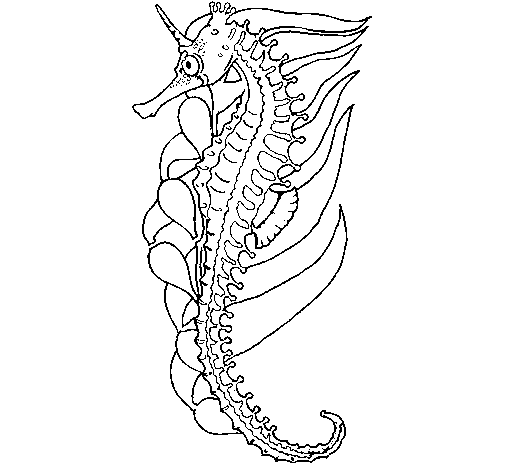 Desenho de Cavalo marinho oriental para Colorir