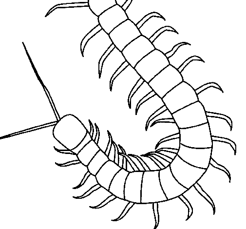 Desenho de Centopeia para Colorir