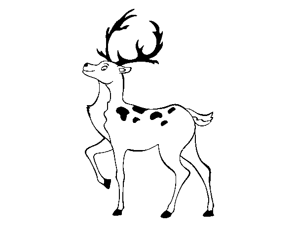 Desenho de Cervo ibérico para Colorir