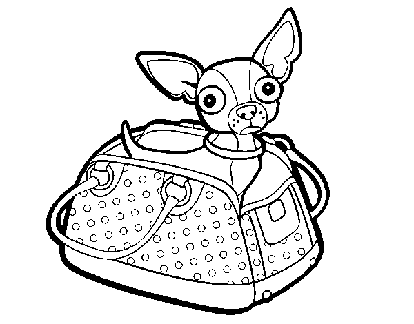 Desenho de Chihuahua de viagem para Colorir