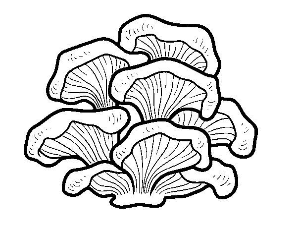 Desenho de Cogumelo pleurotus para Colorir