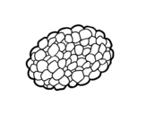 Desenho de Cogumelo trufa para colorear