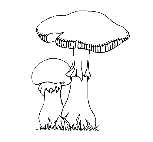 Desenhos de Cogumelos para Colorir e Imprimir - Aprender a Desenhar