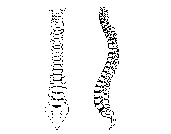 Desenho de Coluna vertebral para Colorir