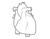 Desenho de Coração humano para colorear