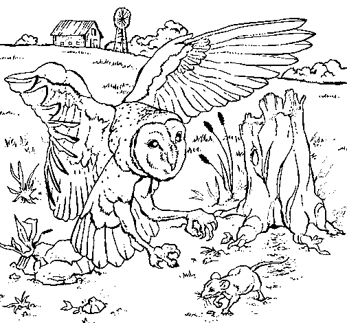 Desenho de Coruja caçar para Colorir