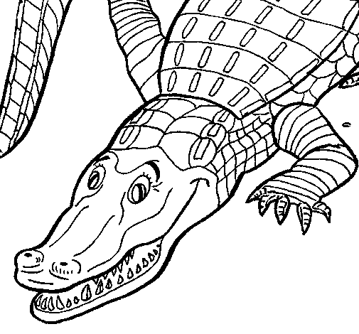Desenho de Crocodilo  para Colorir