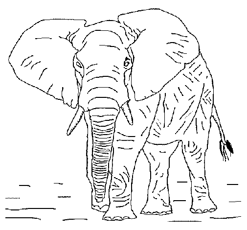 Desenho de Elefante 1 para Colorir