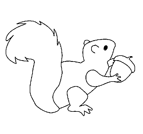Desenho de Esquilo para colorir  Desenhos para colorir e imprimir gratis
