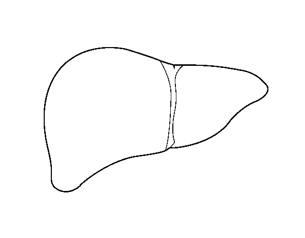 Desenho de Fígado humano para Colorir