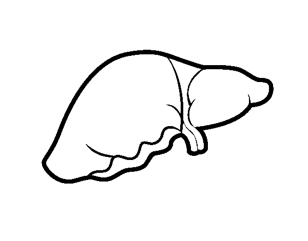Desenho de Fígado para Colorir