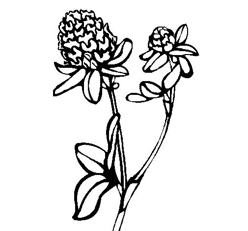 Desenho de Flor 5a para Colorir