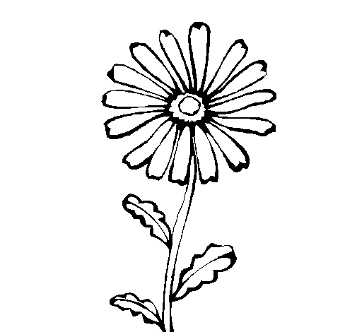 Desenho de Flor de campo para Colorir
