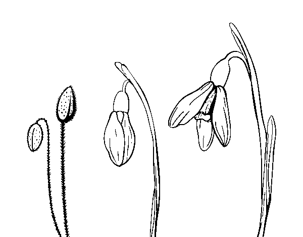Desenho de Flor de edelvais para Colorir