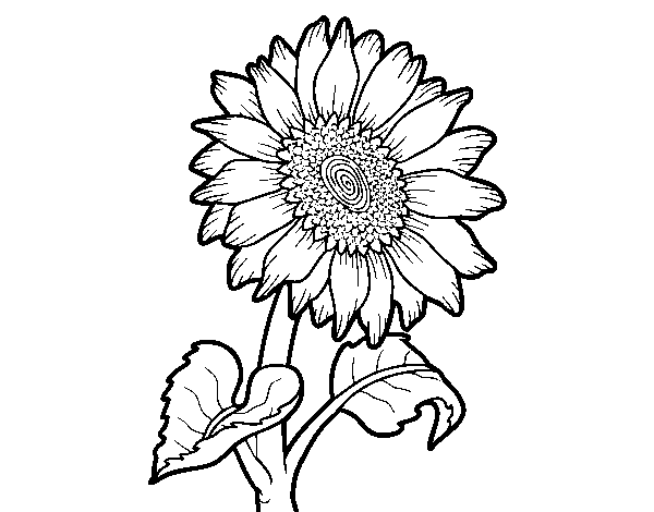 Desenho de Flor de girassol para Colorir