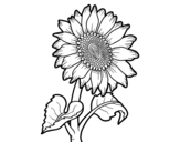 Desenho de Flor de girassol para colorear