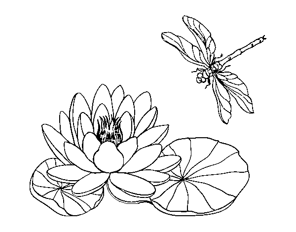 Desenho de Flor de lotus para Colorir