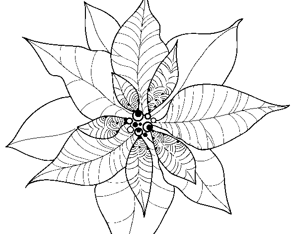Desenho de Flor de poinsétia para Colorir