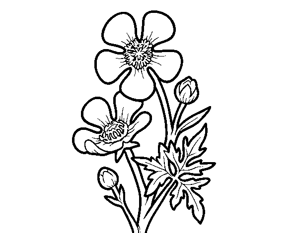 Desenho de Flor ranunculus acris para Colorir