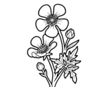 Desenho de Flor ranunculus acris para colorear