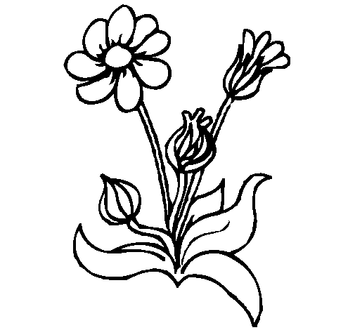 Desenho de Flores 2 para Colorir