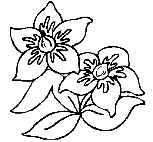 Desenho de Flores 3 para Colorir