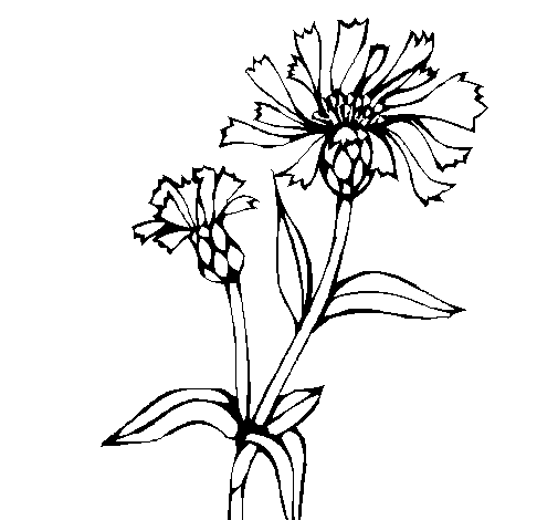 Desenho de Flores de campo para Colorir