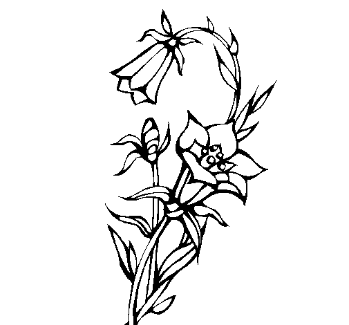 Desenho de Flores silvestres para Colorir