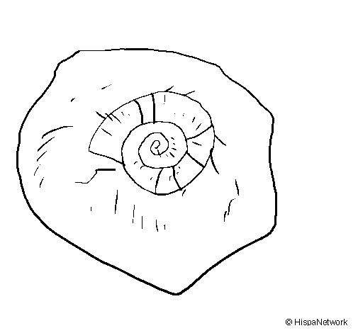 Desenho de Fóssil caracol para Colorir