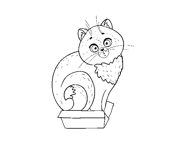 Desenho de Gatinho em uma caixa para Colorir