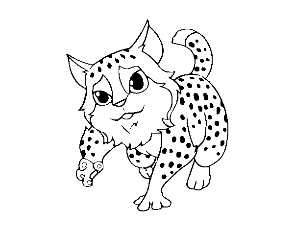 Desenho de Gato-montês para Colorir
